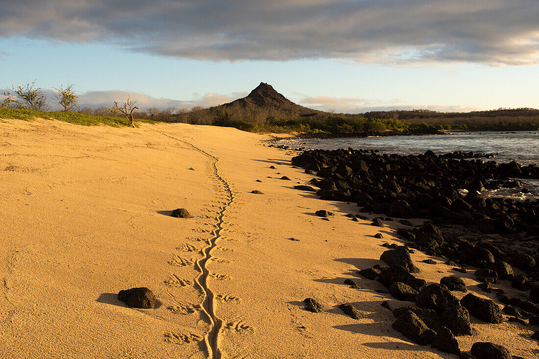 Die Spur eines Galapagos-Landleguans an einem Sandstrand, rechts davon schwarze Lavasteine, im Hintergrund der Gipfel des Cerro Dragón, Insel Santa Cruz, Galapagosinseln, Ecuador