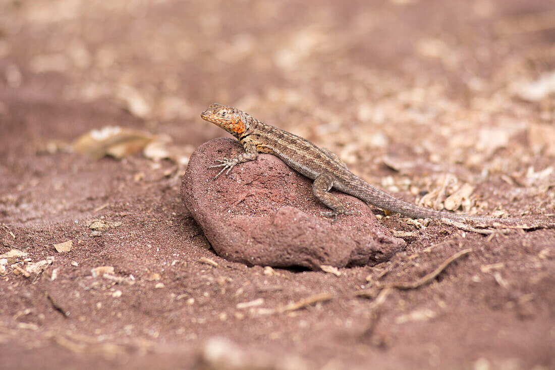 A Galapagos Lava Lizard, Microlophus albemariensis, on Rabida Island, Galapagos Islands, Ecuador