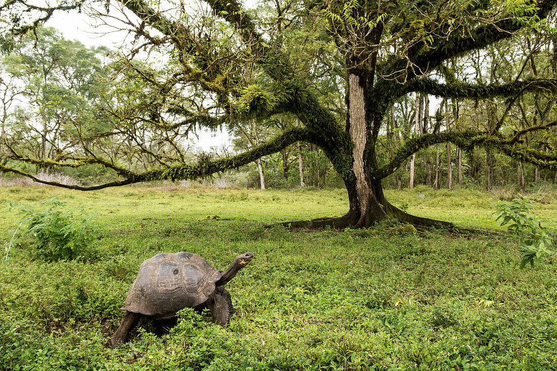 A Galapagos giant tortoise, Chelonoidis nigra, grazing in a clearing surrounded by cloud forest, Santa Cruz Island, Galapagos Islands, Ecuador