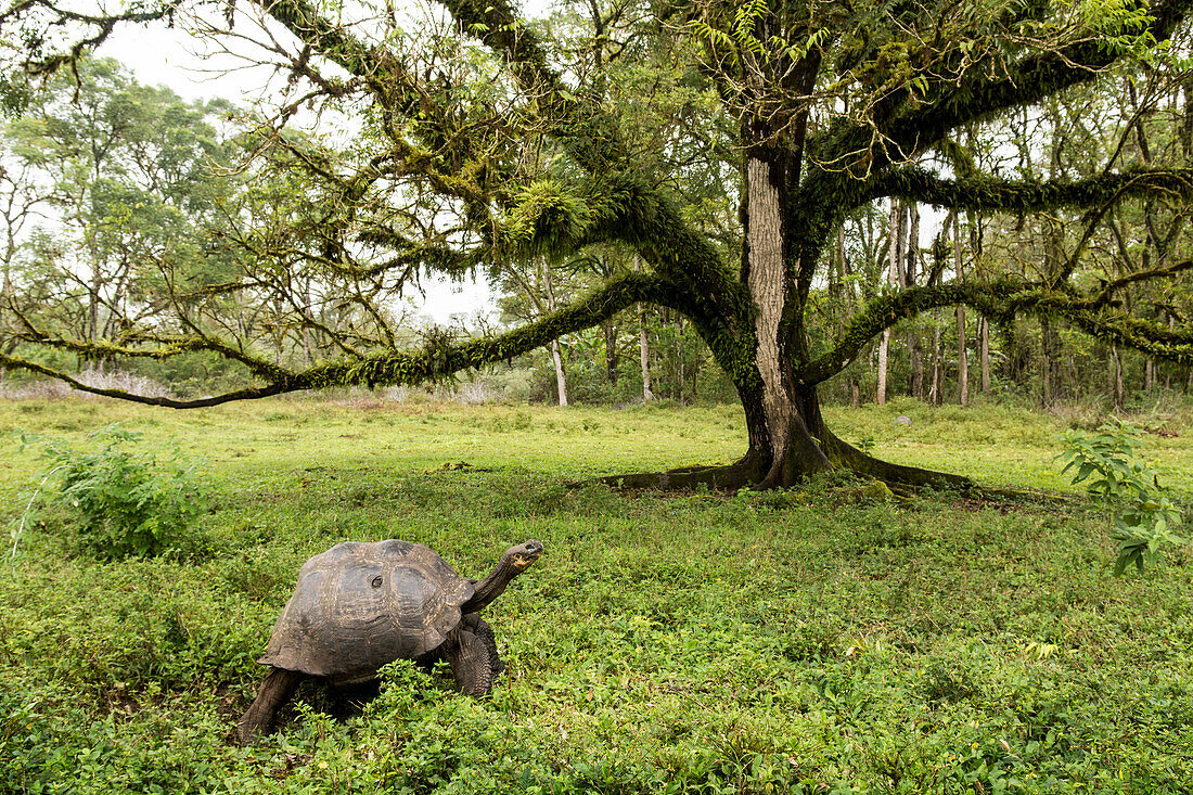 Eine Galapagos-Riesenschildkröte, Chelonoidis nigra, weidet auf einer Lichtung inmitten des Nebelwaldes, Insel Santa Cruz, Galapagosinseln, Ecuador