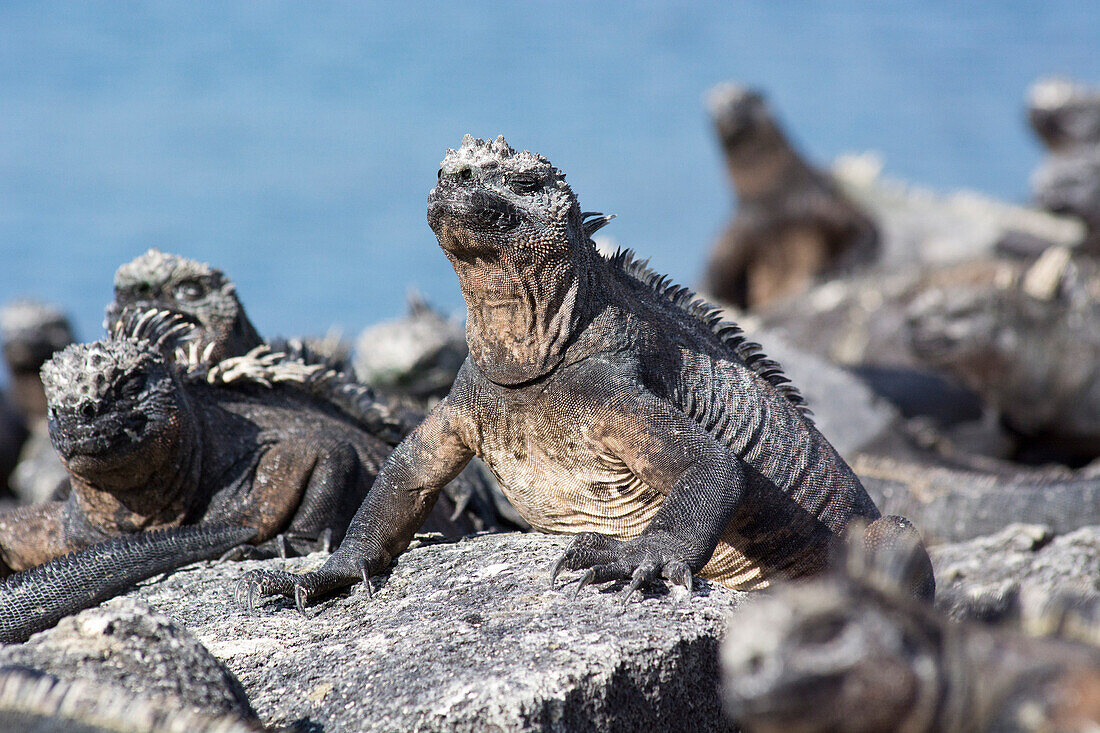 Marine iguanas, Amblyrhynchus cristatus, sunbathing on the rocks of Punta Espinoza on Fernandina Island, Galapagos Islands, Ecuador