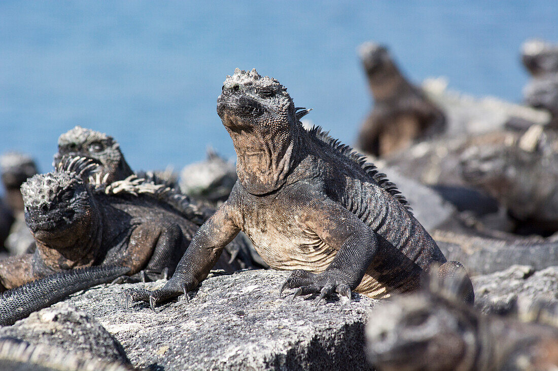 Meerechsen, Amblyrhynchus cristatus, wärmen sich an der Sonne auf den Felsen von Punta Espinoza, Insel Fernandina, Galapagosinseln, Ecuador