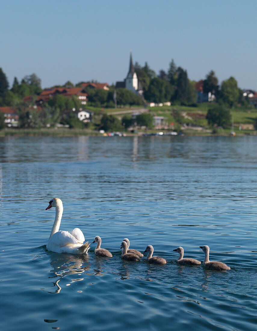 Swan and cygnets on lake Chiemsee, Gstadt am Chiemsee, Upper Bavaria, Germany