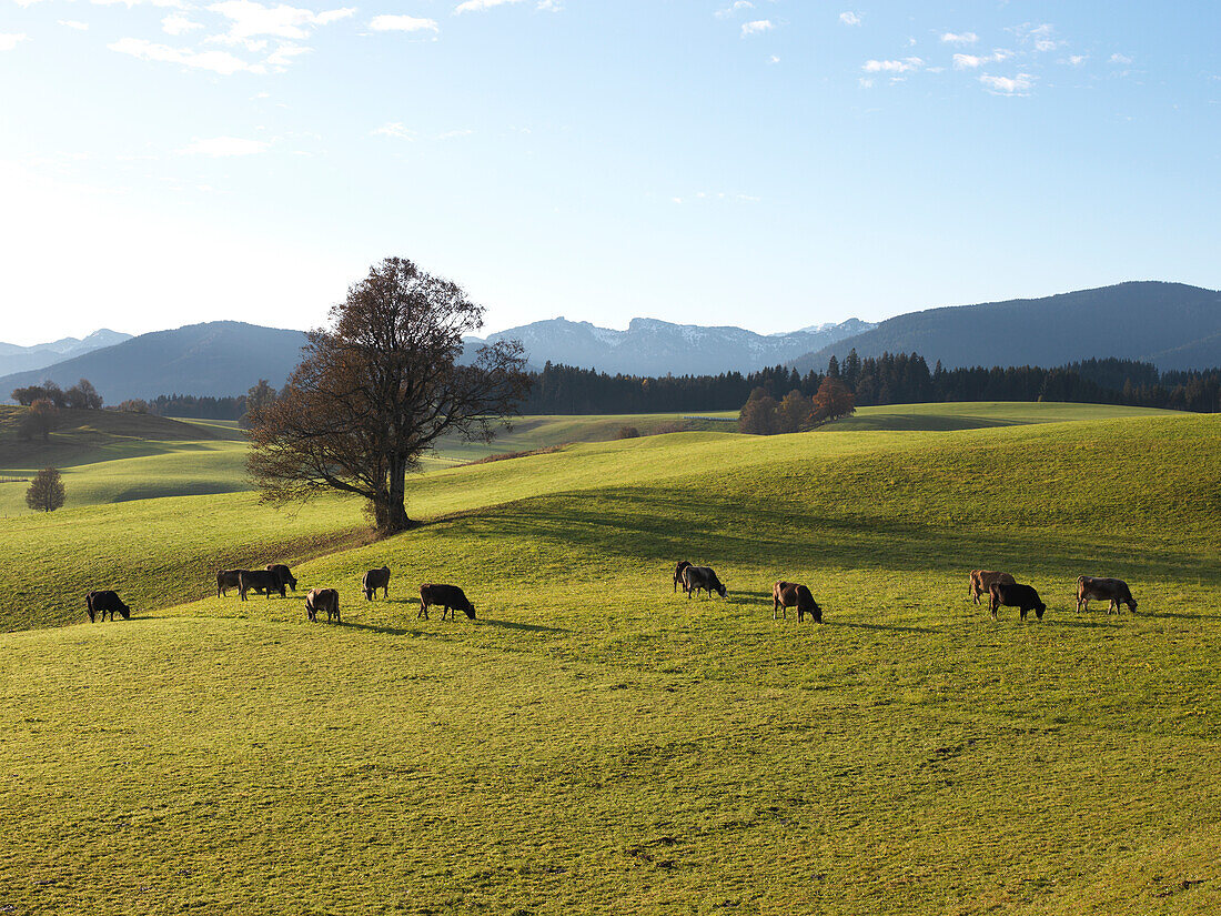 Kühe auf der Weide, Hohenschwangau, Bayern, Deutschland