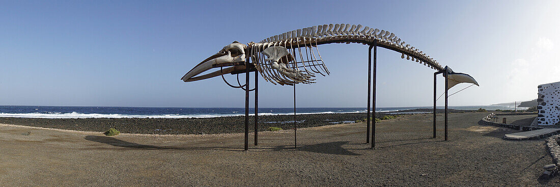 Whale Skeleton near Salinas, Caleta de Fuste, Fuerteventura, Canary Islands, Spain