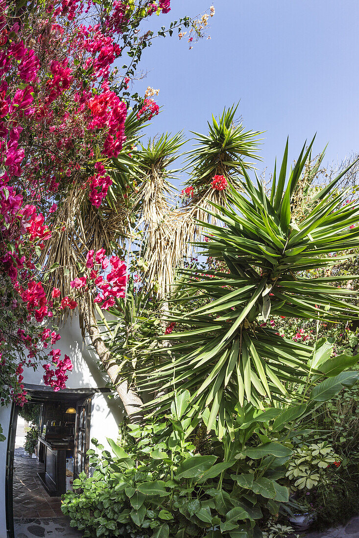 Casa Santa Maria, Patio, Flowers, Betancuria, Fuerteventura, Canary Islands, Spain