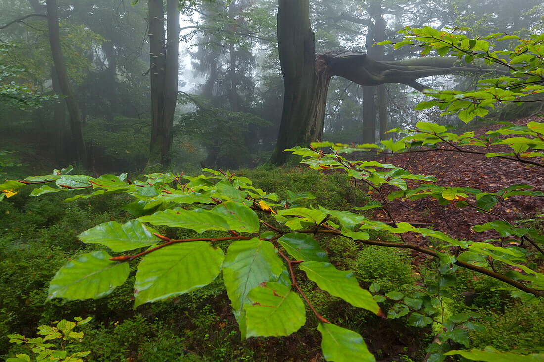 Mystical atmosphere in an unspoilt beech forest with fog in the Saxon Switzerland National Park and leaves in the foreground, Saxony, Germany