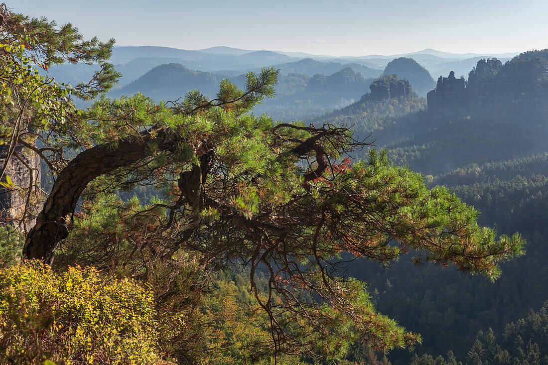 Pine above the Kleiner Zschand in the morning sun, rocks in the background, Kleiner Winterberg, National Park Saxon Switzerland, Saxony, Germany