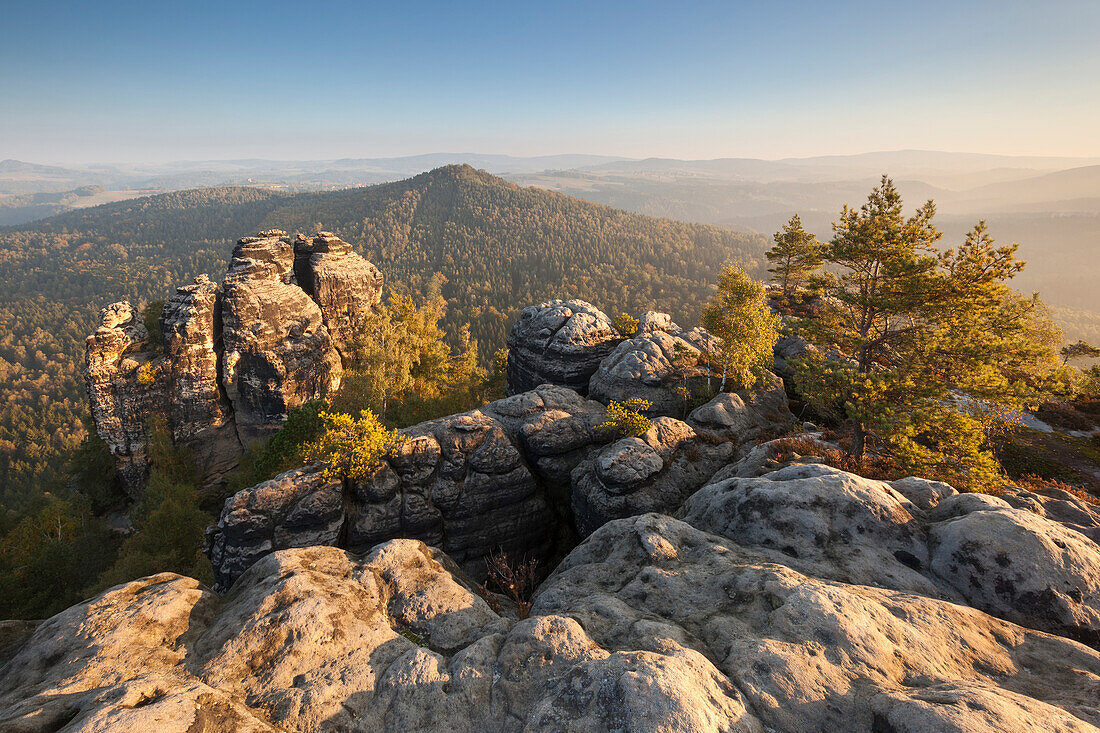 View towards Muellerstein and the Hohe Liebe in the early morning sun with rocks and pine trees in foreground, National Park Saxon Switzerland, Saxony, Germany