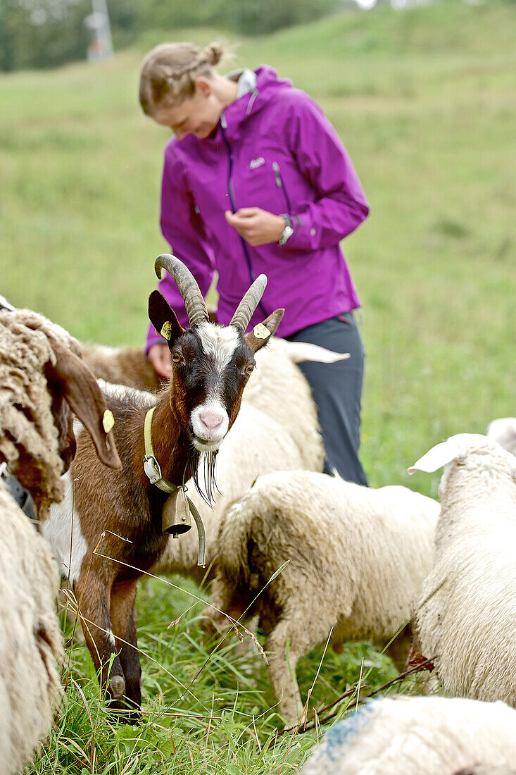Woman standing between goats and sheep, Chiemgau, Bavaria, Germany