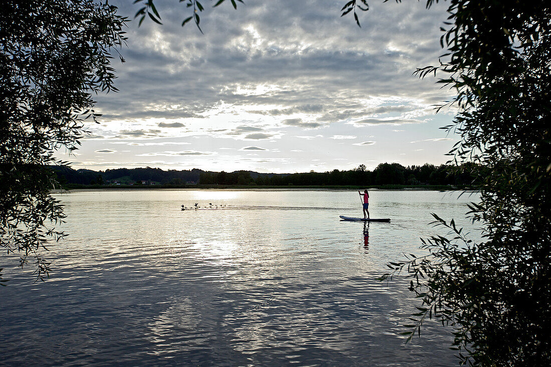 Woman stand up paddling on lake Chiemsee in sunset, Chiemgau, Bavaria, Germany