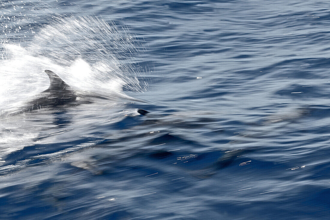 Swimming dolphins, Dominica, Lesser Antilles, Caribbean