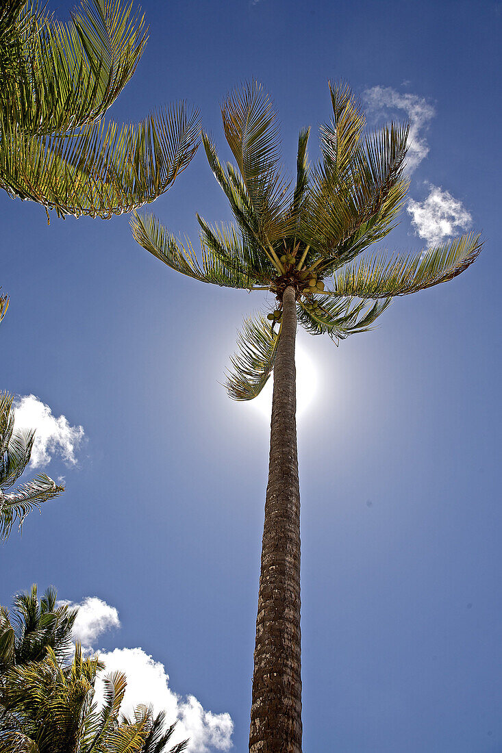 Palm tree at beach, Dominica, Lesser Antilles, Caribbean