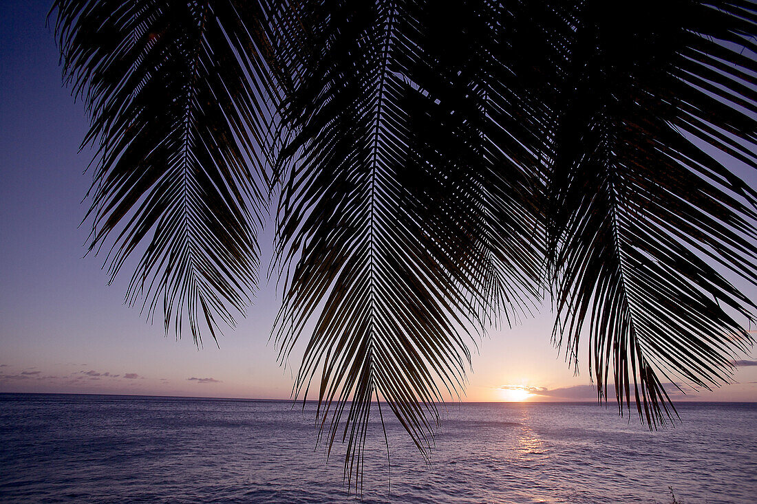 Palme am Meer im Sonnenuntergang, Dominica, Kleine Antillen, Karibik