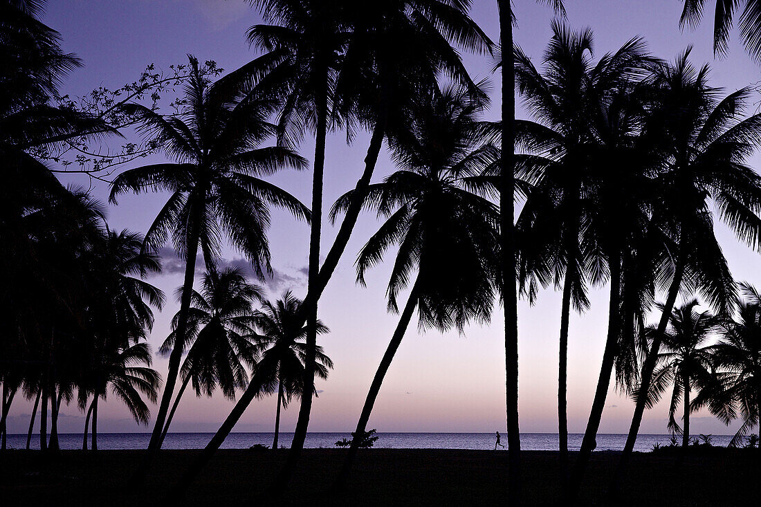 Mann joggt am Palmenstrand im Sonnenuntergang, Dominica, Kleine Antillen, Karibik