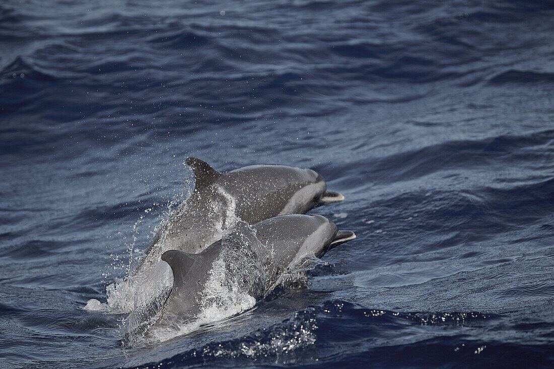 Zwei schwimmende Delphine, Dominica, Kleine Antillen, Karibik