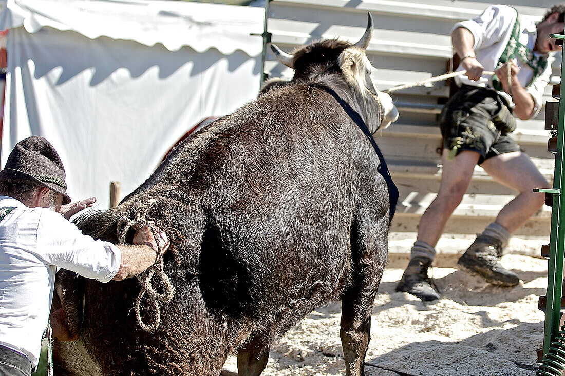 Zwei Männer in traditioneller Kleidung verladen eine Kuh beim Viehscheid, Allgäu, Bayern, Deutschland