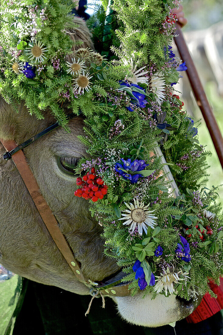 Traditional decorated cattle, Viehscheid, Allgau, Bavaria, Germany