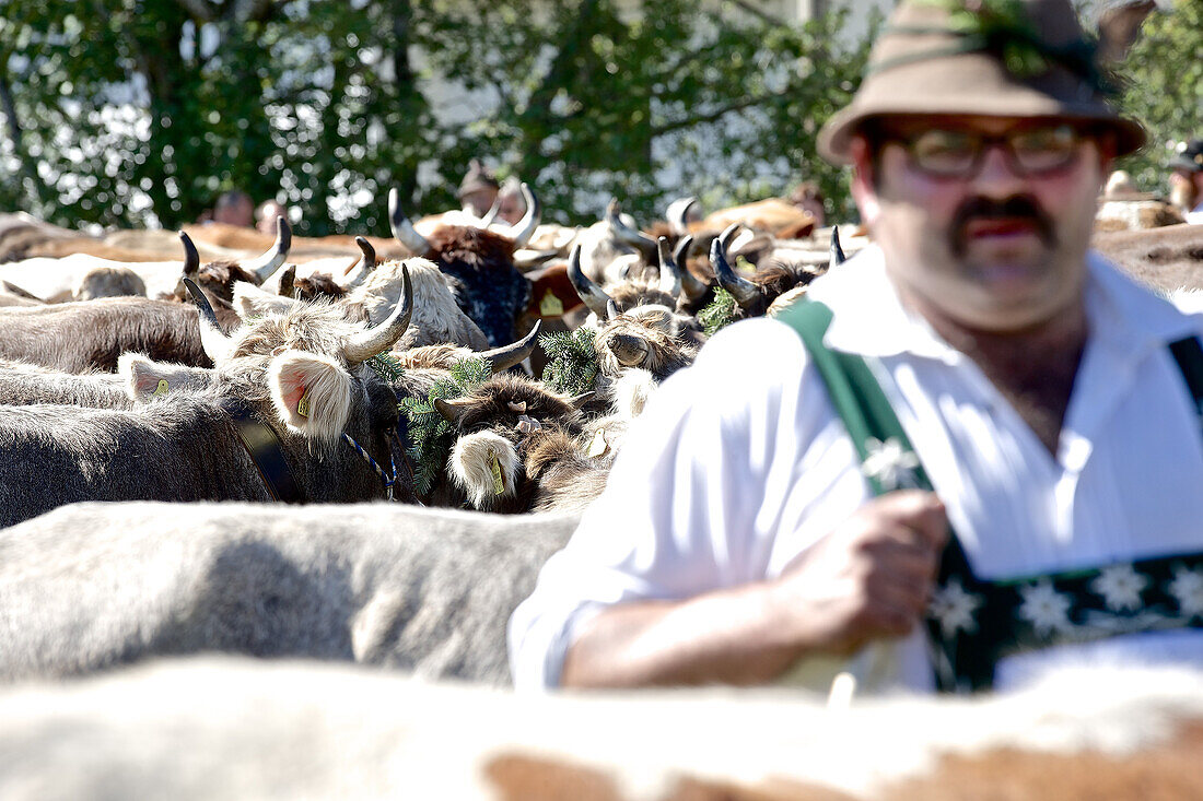 Mann in Tracht beim Viehscheid, Allgäu, Bayern, Deutschland