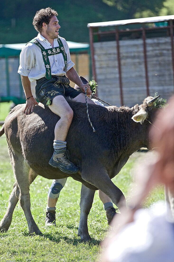 Mann in Tracht reitet auf einer Kuh, Viehscheid, Allgäu, Bayern, Deutschland