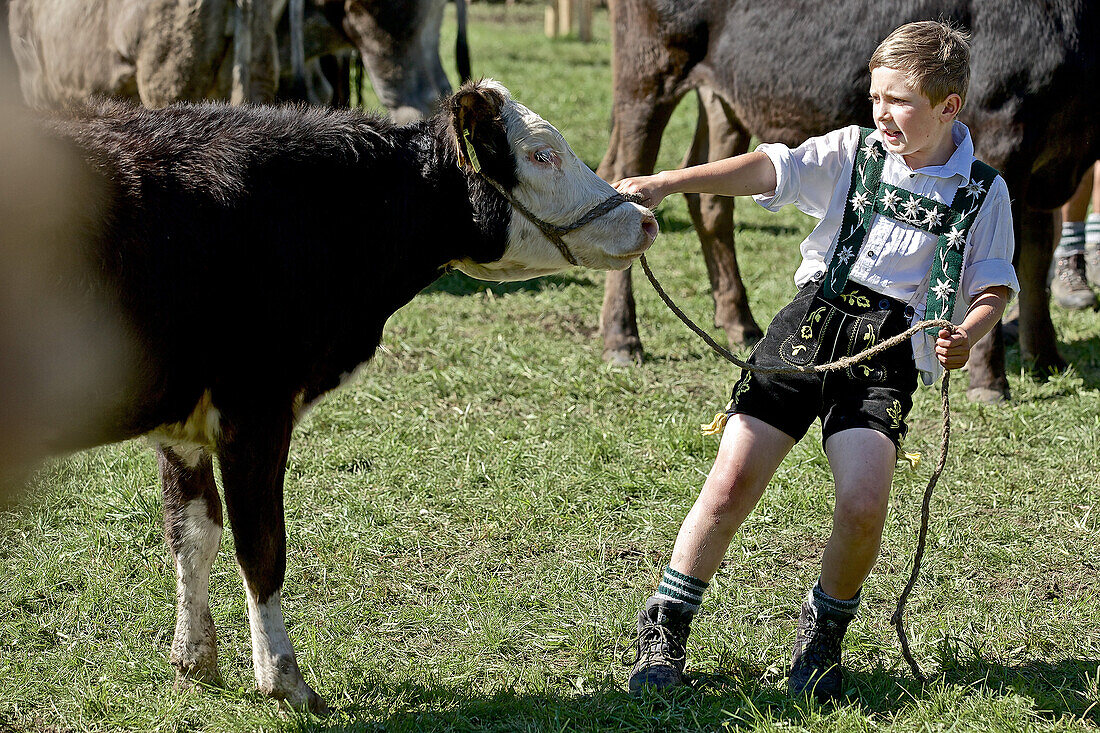 Boy wearing traditional clothes pulling the rope of a cattle, Allgau, Bavaria, Germany