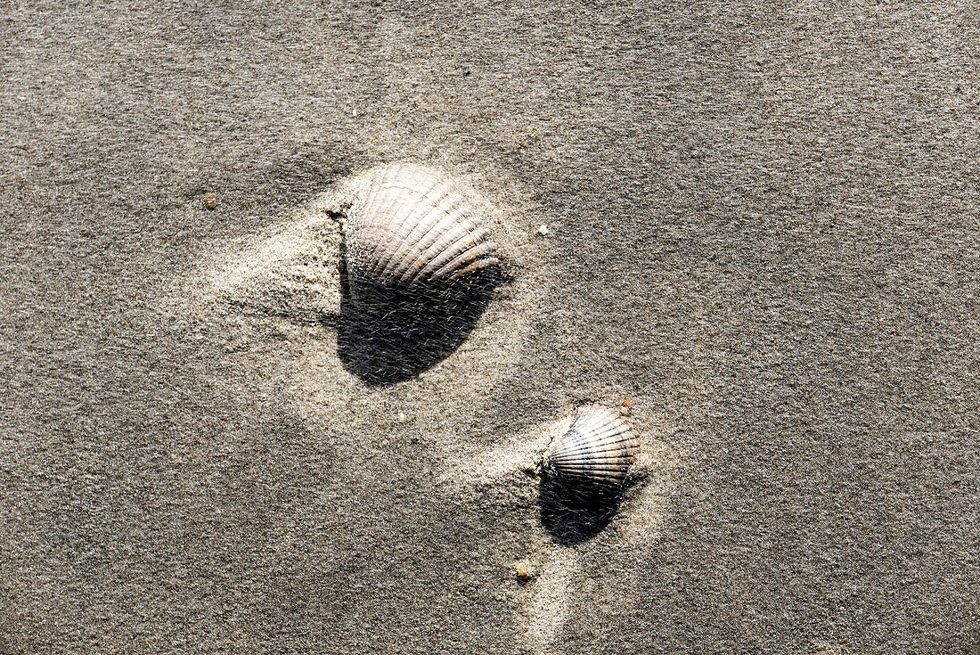 shells, sandy beach, Domburg, North Sea Coast, Zeeland, Netherlands