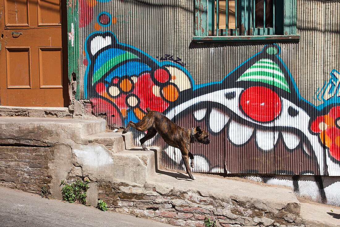 Dog walks in front of graffiti mural, Valparaiso, Valparaiso, Chile