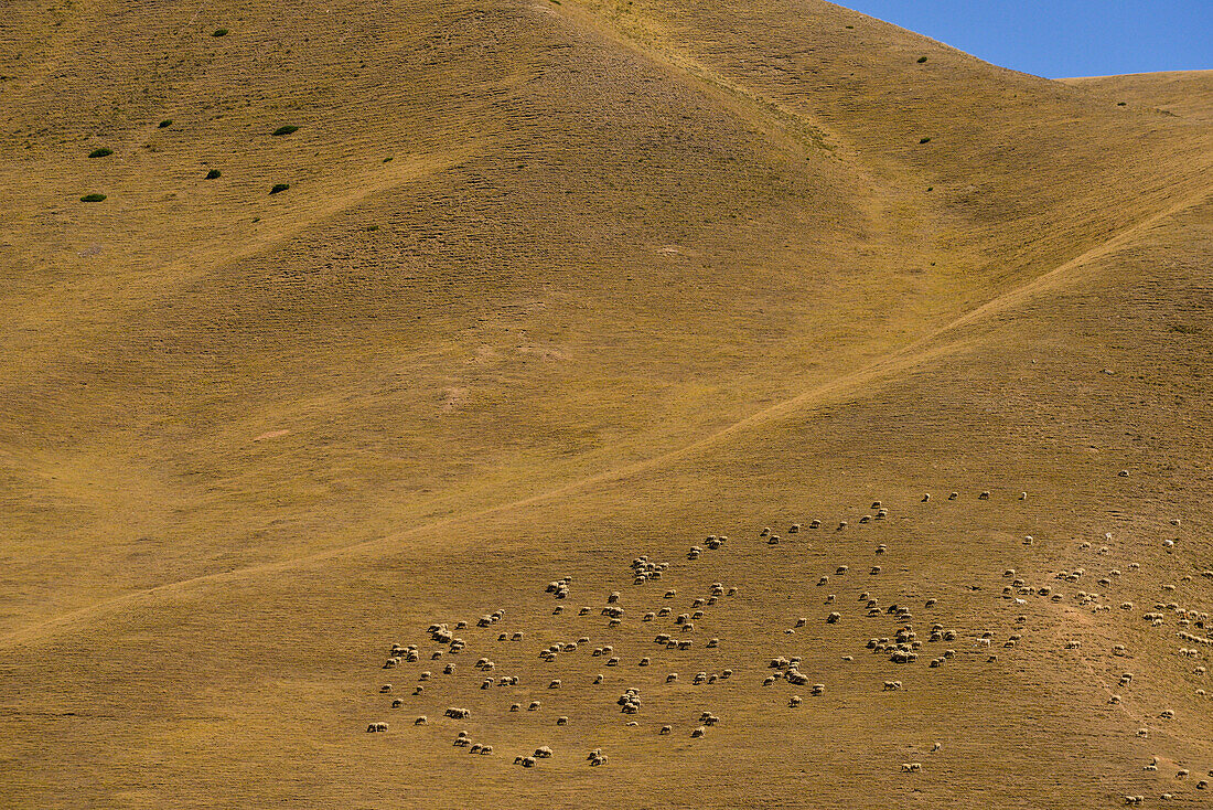 Schafe weiden am Assy Plateau, Region Almaty, Kasachstan, Zentralasien, Asien