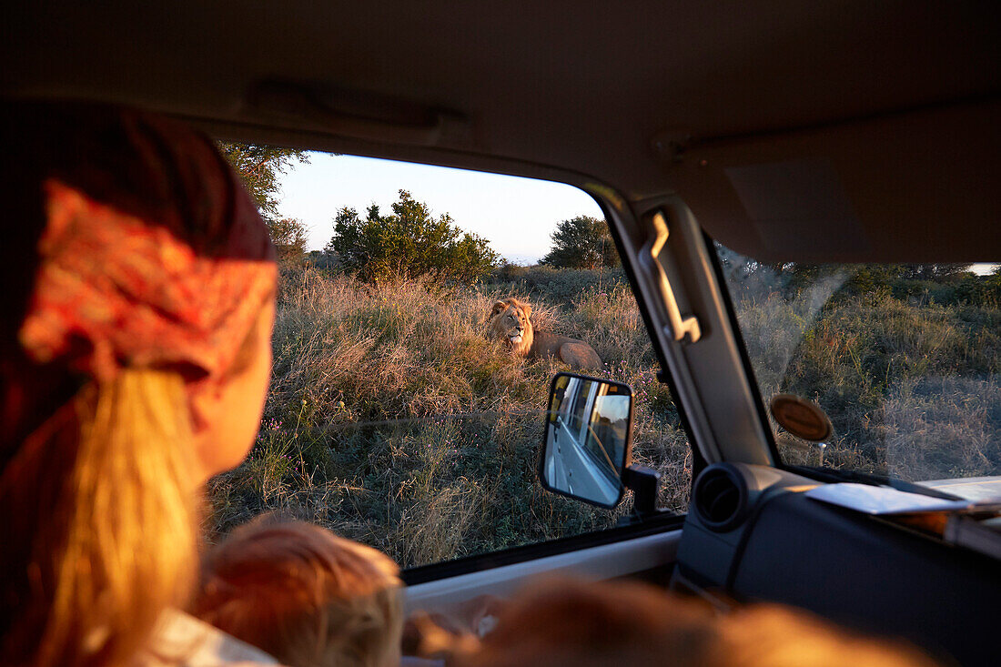 Mutter und Sohn beobachten Löwe aus einem Auto, Kalahari, Botswana