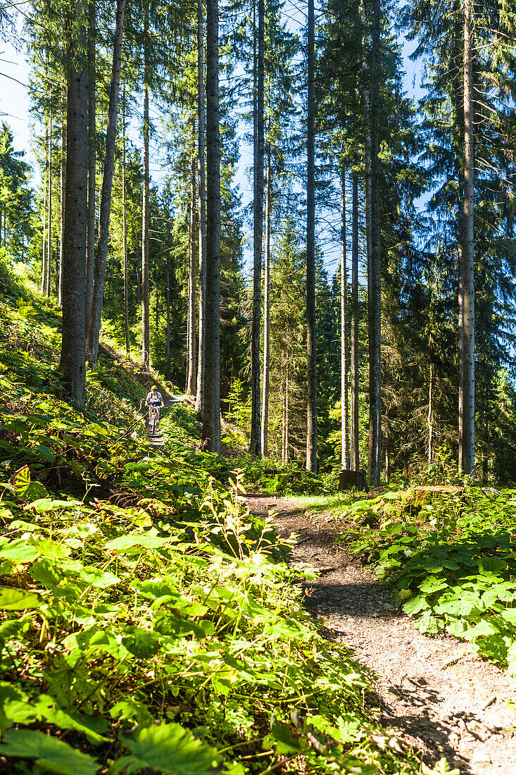 Mountainbiker im Wald, Garmisch-Partenkirchen, Bayern, Deutschland