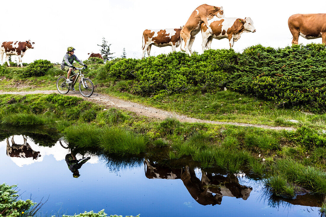 Mountain biker and copulating cows, Bikepark Saalbach-Hinterglemm, Salzburg, Austria