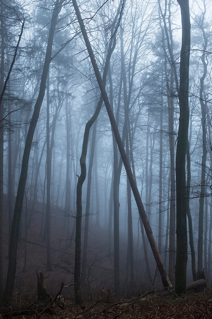 Foggy forest, Berg, Upper Bavaria, Germany