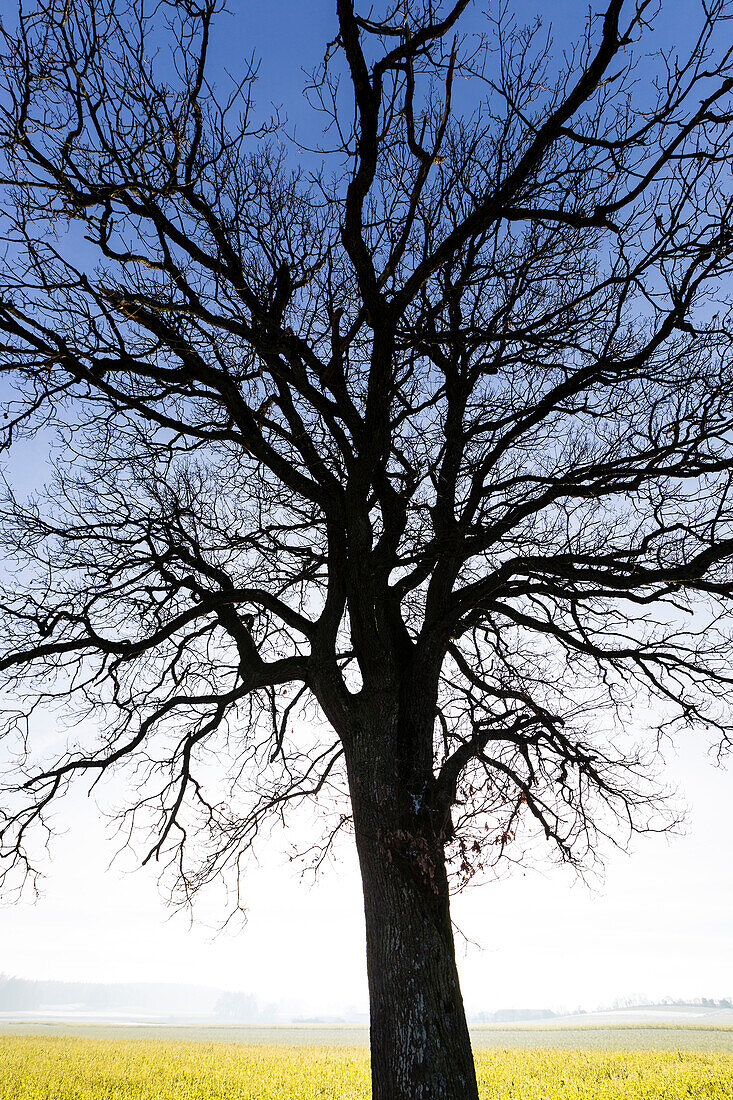 Baum und Rapsfeld, Münsing, Oberbayern, Deutschland