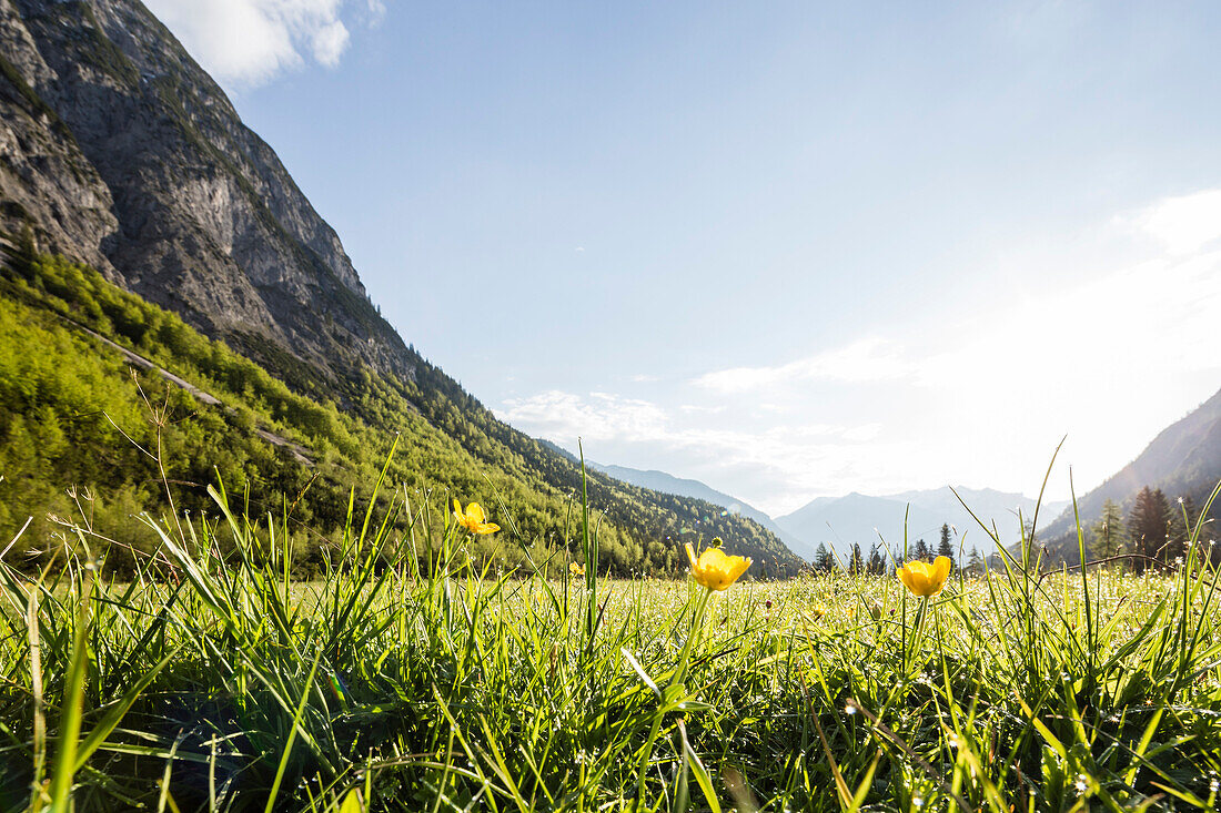 Blumenwiese im Falzthurntal im Frühling, Karwendel-Gebirge, Pertisau, Tirol, Österreich