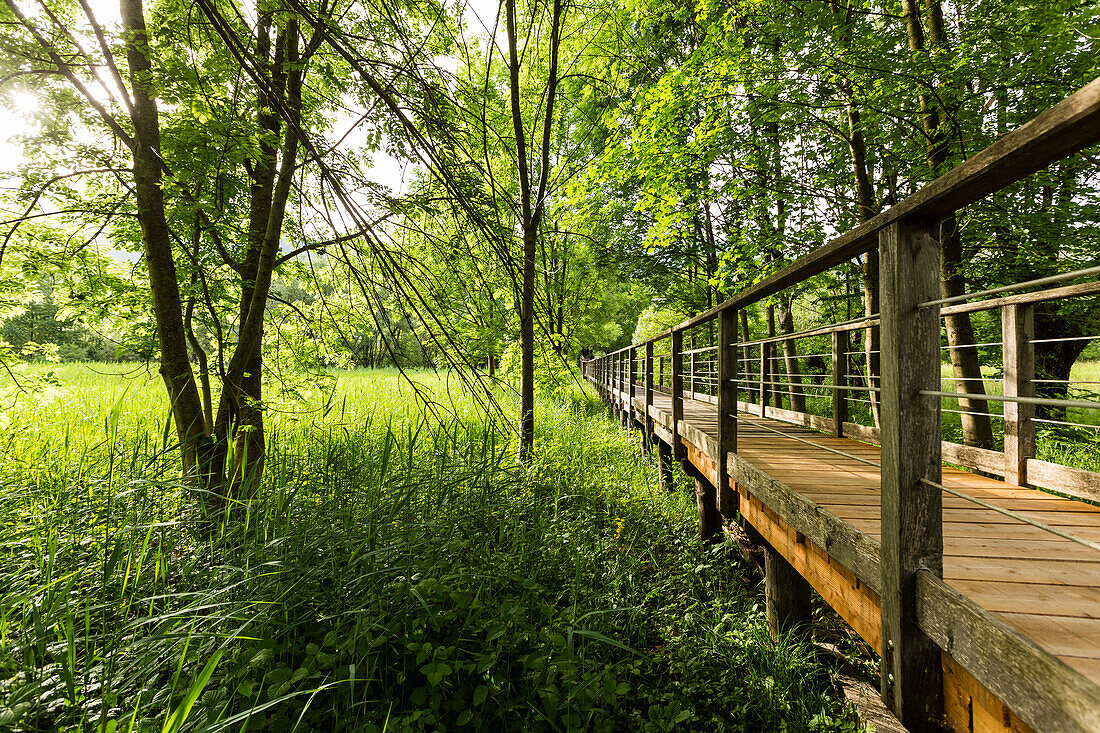 Wooden jetty and reeds, lake Idro, Baitoni, Trentino, Italy