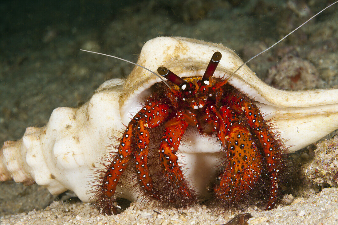 Roter Einsiedlerkrebs, Dardanus megistos, Triton Bay, West Papua, Indonesien