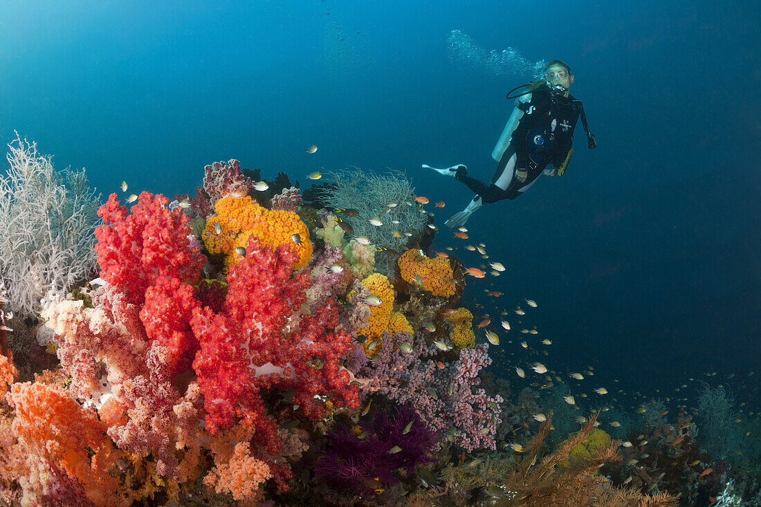 Scuba Diver and colored Coral Reef, Triton Bay, West Papua, Indonesia