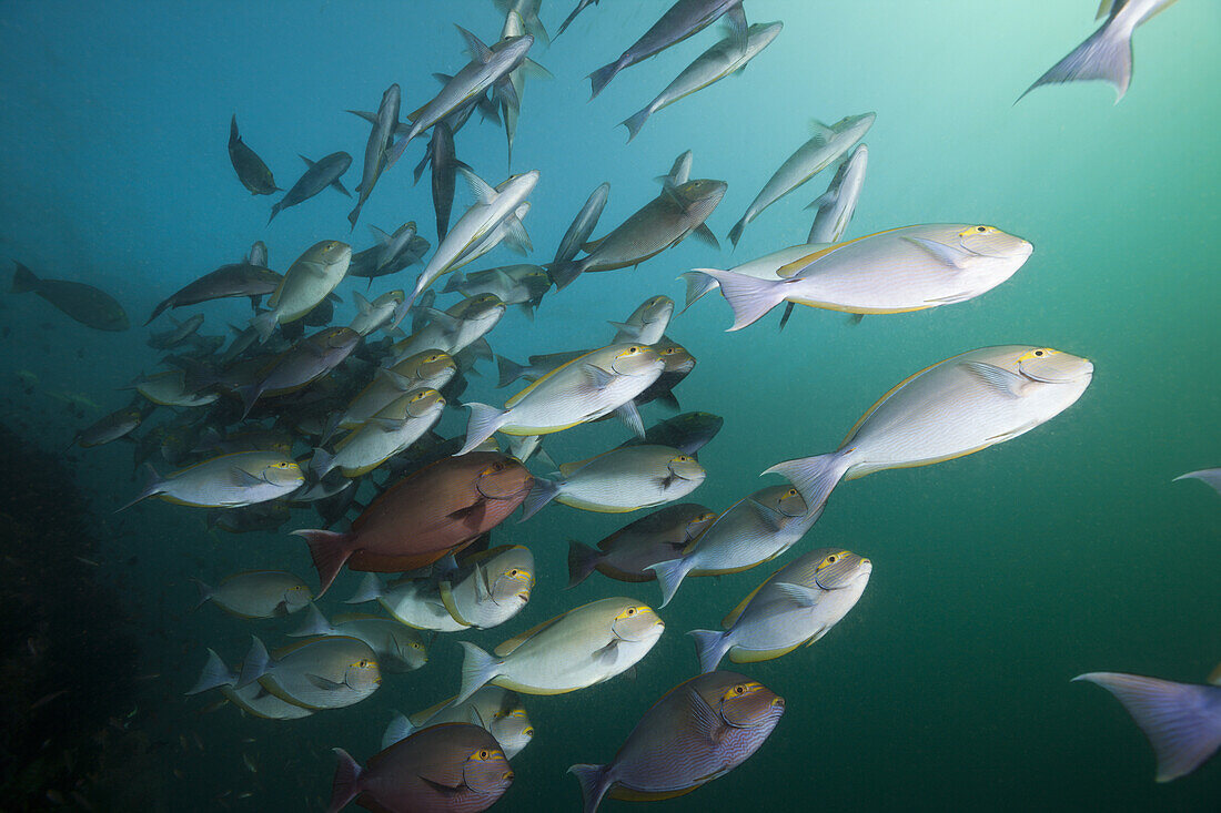 Schwarm Graue Doktorfische, Acanthurus mata, Triton Bay, West Papua, Indonesien