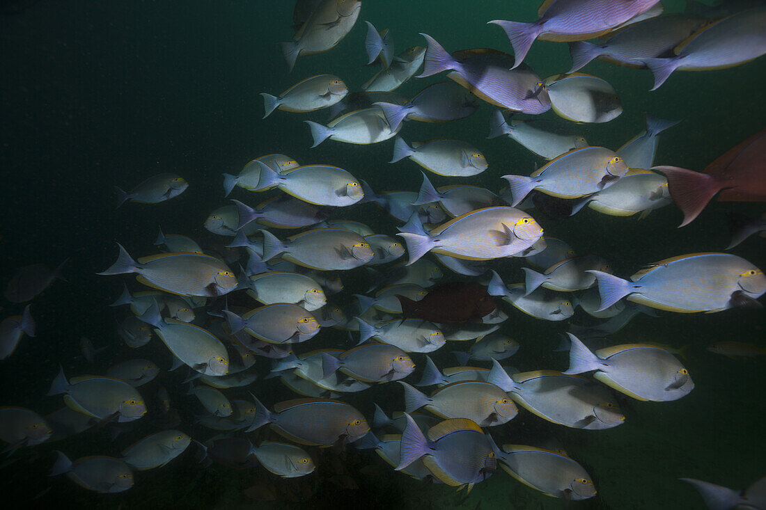 Shoal of Elongate Surgeonfish, Acanthurus mata, Triton Bay, West Papua, Indonesia