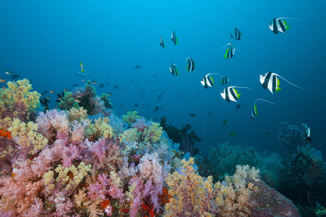 Schwarm Gemeine Wimpelfische ueber Weichkorallen, Heniochus acuminatus, Triton Bay, West Papua, Indonesien