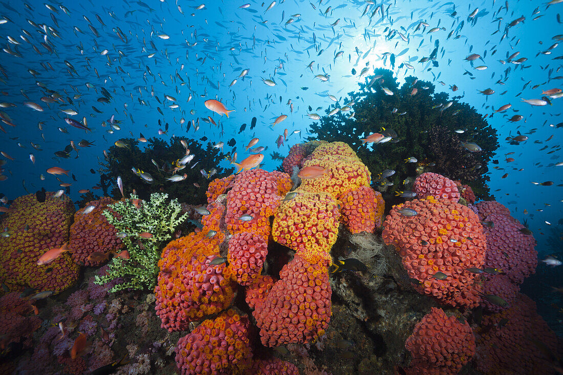 Riff mit Kelchkorallen, Tubastrea coccinea, Triton Bay, West Papua, Indonesien