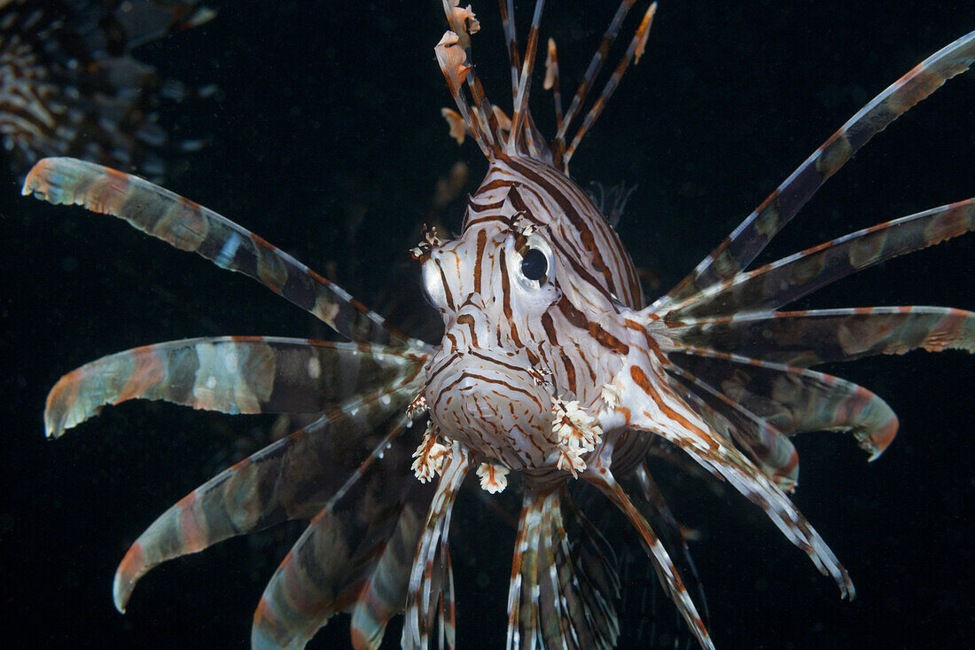 Lionfish, Pterois volitans, Triton Bay, West Papua, Indonesia