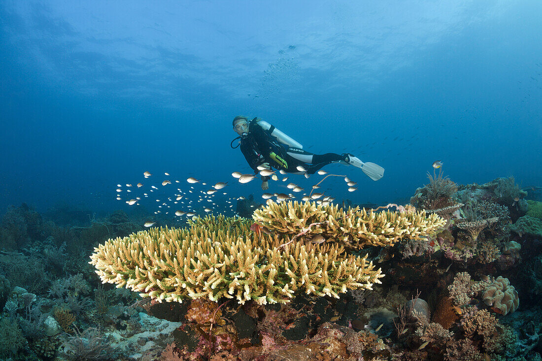 Taucher am Riff, Tanimbar Islands, Moluccas, Indonesia