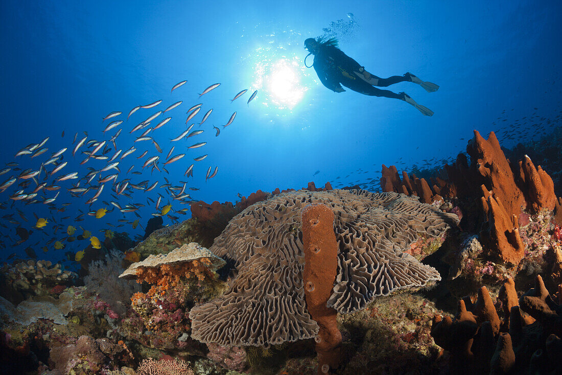 Korallenriff mit Salat-Koralle, Pectinia lactuca, Kai Inseln, Molukken, Indonesien