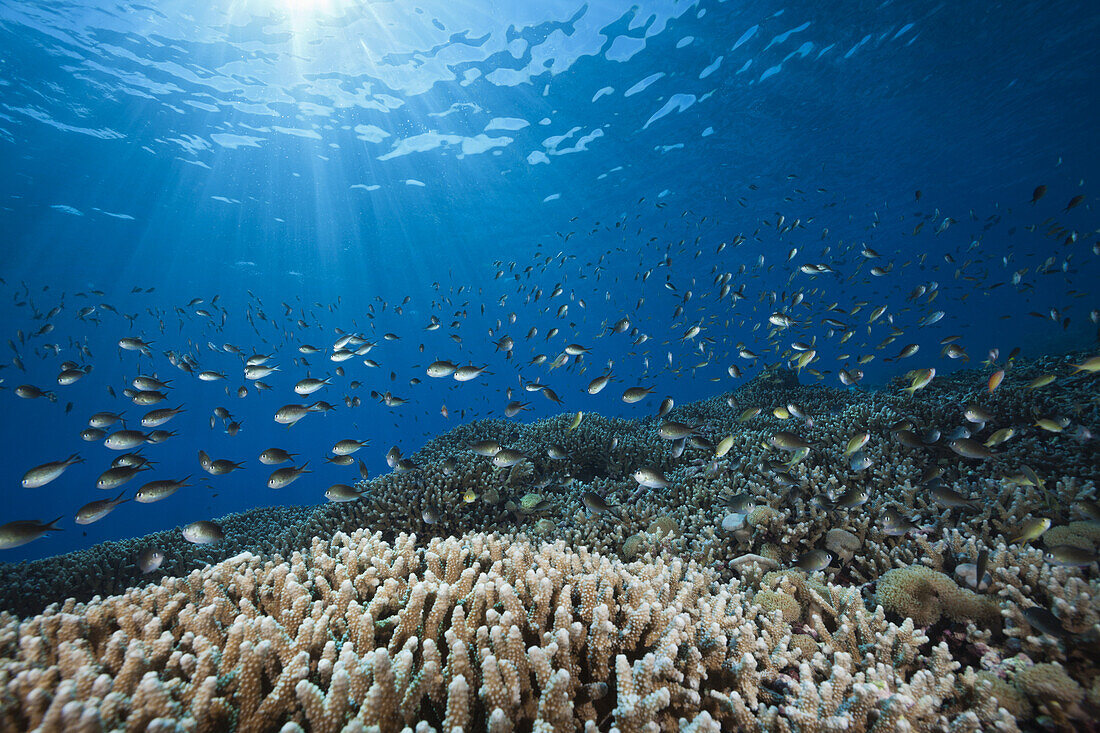 Chromis over Coral Reef, Chromis sp., Kai Islands, Moluccas, Indonesia