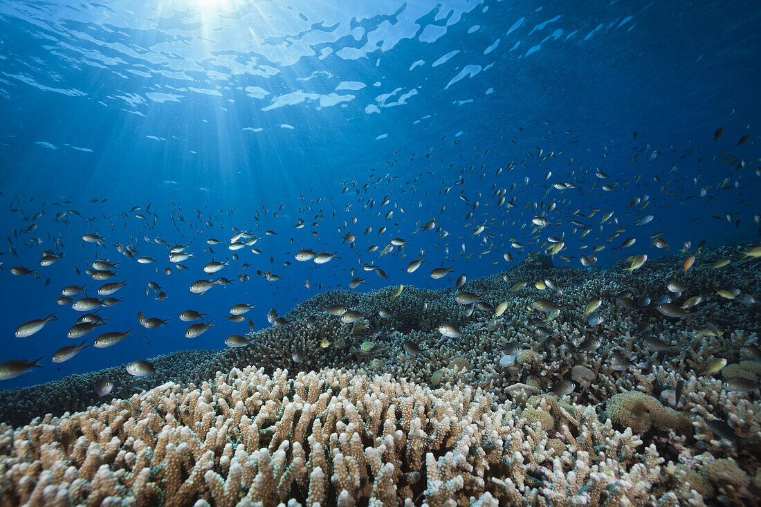 Chromis ueber Korallenriff, Chromis sp., Kai Inseln, Molukken, Indonesien