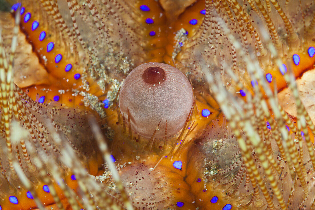 Detail of Fire Urchin, Asthenosoma varium, Ambon, Moluccas, Indonesia