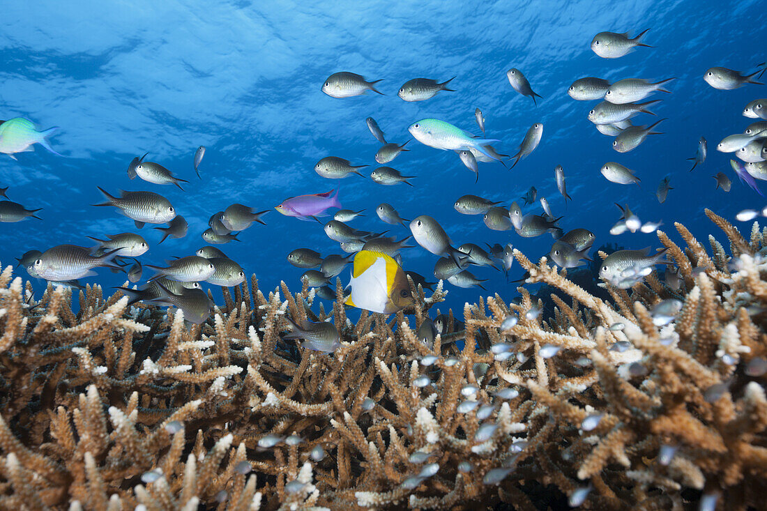 Chromis over Coral Reef, Chromis sp., Kai Islands, Moluccas, Indonesia