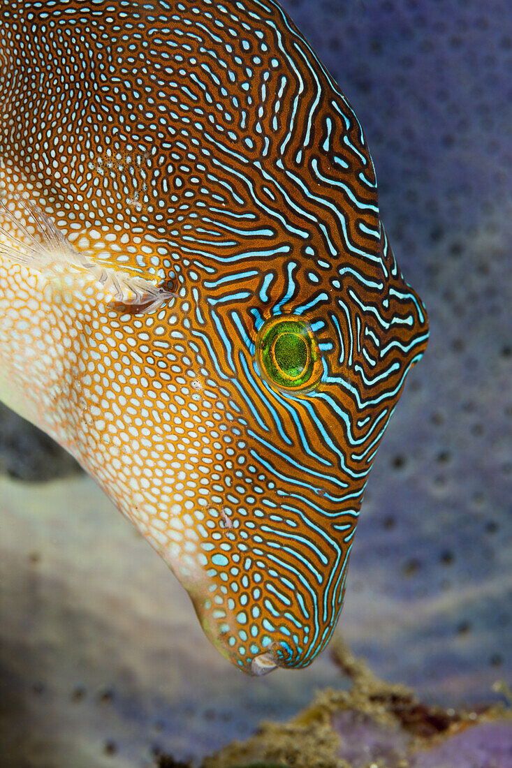 Labyrinth-Spitzkopfkugelfisch, Canthigaster compressa, Ambon, Molukken, Indonesien