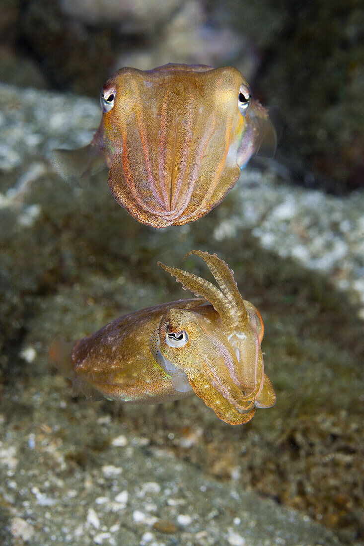 Courtship Display of Cuttlefish, Sepia sp., Ambon, Moluccas, Indonesia